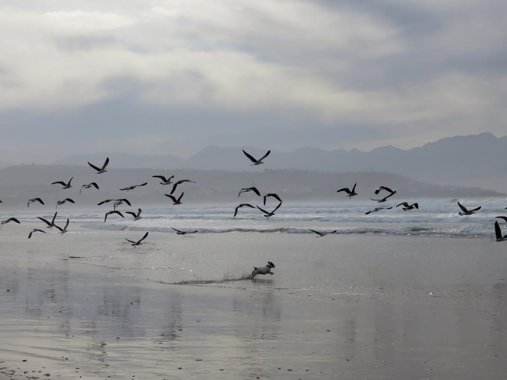 Windfall Plett Hotel Plettenberg Bay Bagian luar foto